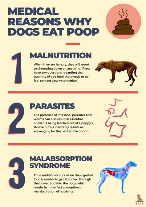 do chickens eat dog poop|why dog eat their poop.